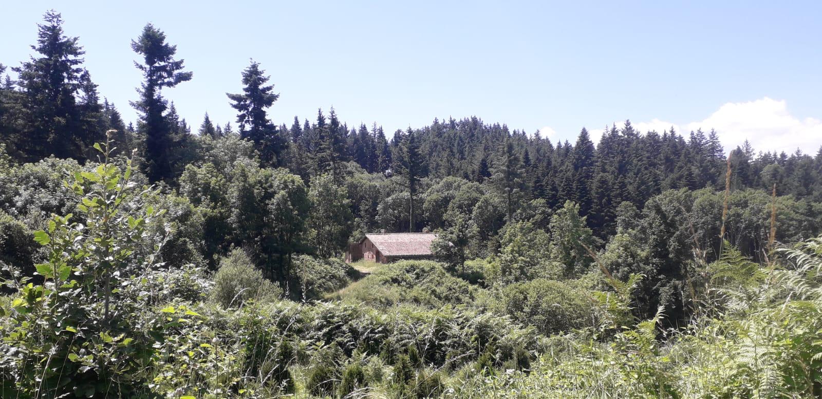 La masía entre el bosque